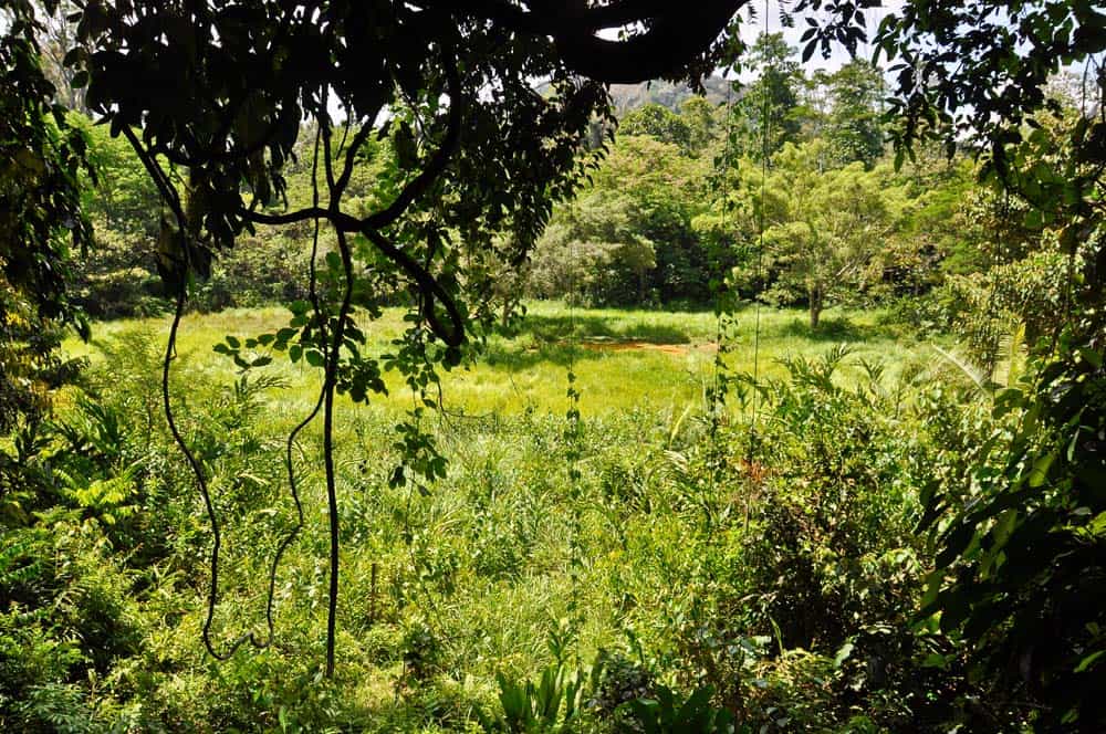 Paesaggio dal punto di osservazione nel parco nazionale Taman Negara | Viaggio in Malesia