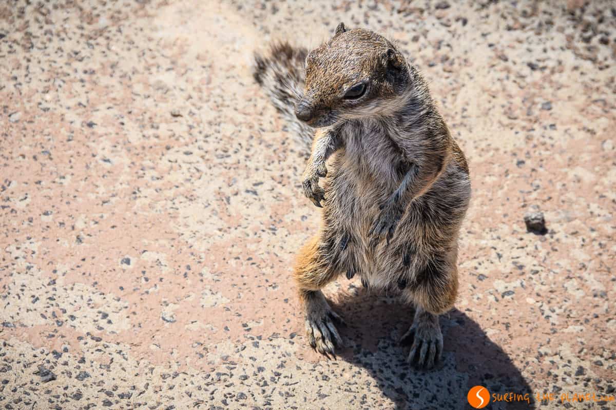 Cute squirrel, Fuerteventura | Things to see and do in Fuerteventura in 4 days